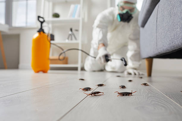 Post-Treatment Bed Bug Interceptor Monitoring in Pinehurst